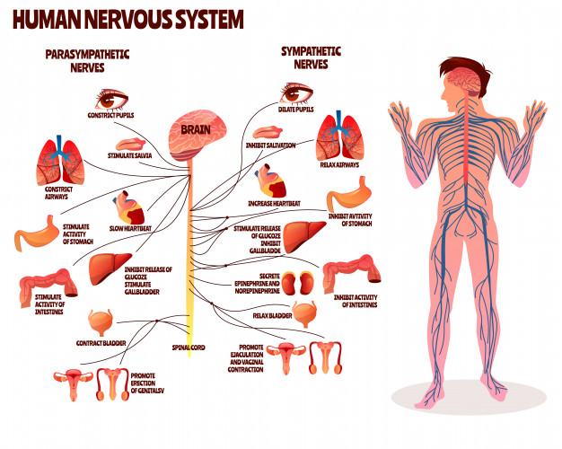 Cbd y ansiedad, sistema nervioso