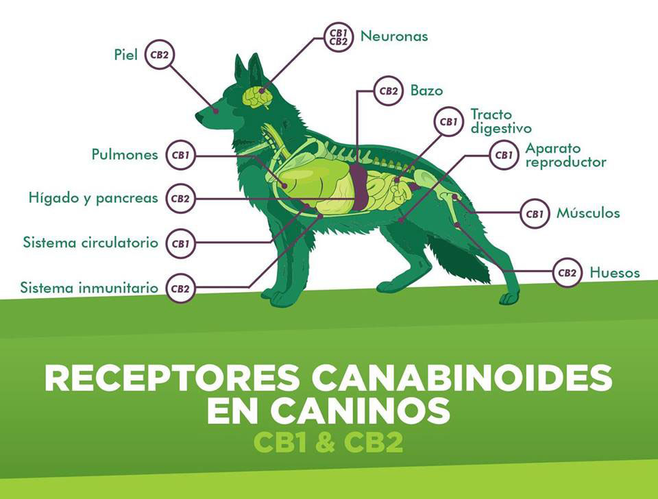 Receptores Cannabinoides en caninos