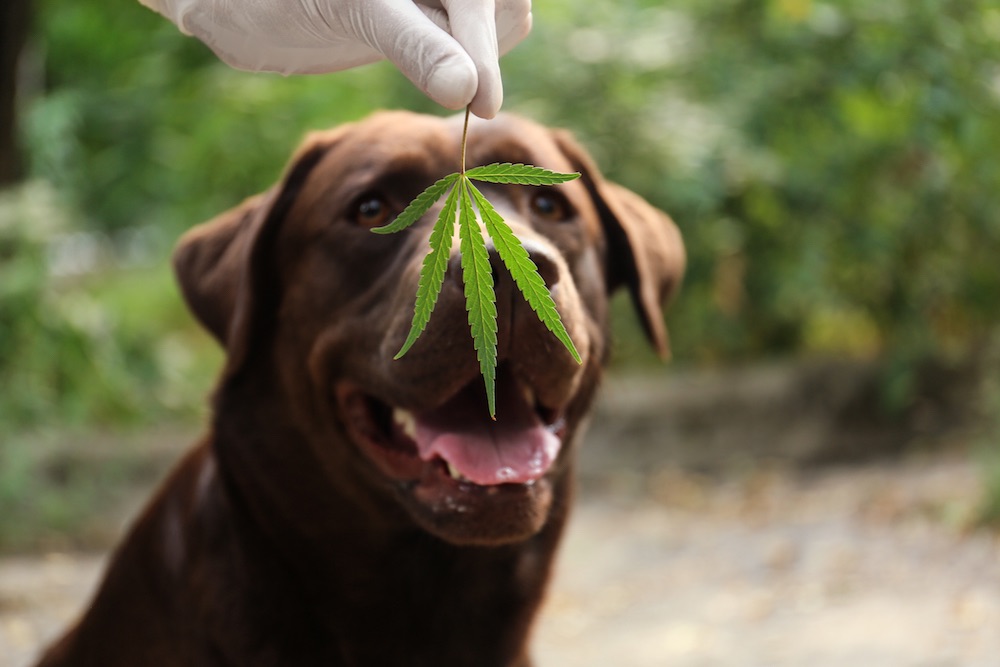 Como usar aceite de cbd de forma segura con tu perro