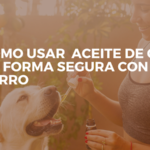 Como usar aceite de CBD de forma segura  con tu perro