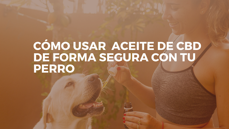 Como usar aceite de cbd de forma segura con mi perro