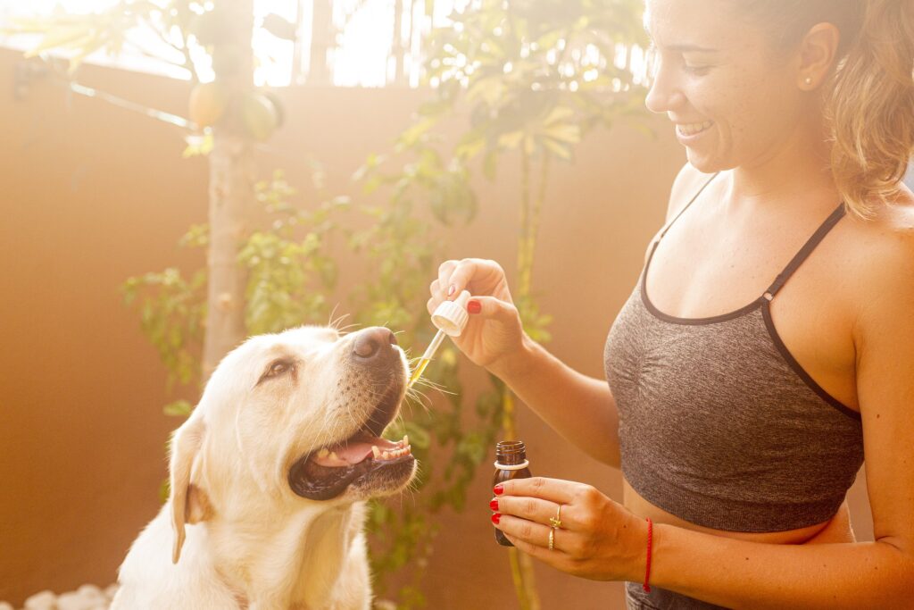 Como usar aceite de cbd de forma segura con tu perro