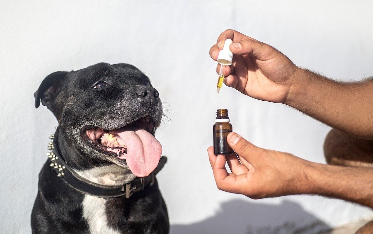 Como usar aceite de cbd de forma segura con tu perro